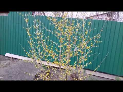 Видео: Азбука кизила.Принципы формировки.Результат через 3 года.