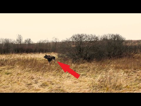 Видео: Удачная ОХОТА на лося загоном! Лосиное ЭЛЬДОРАДО!