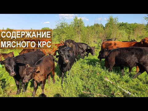Видео: Содержание мясного скота в фермерском хозяйстве Дениса Бахарева