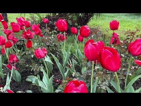Видео: Весна  в Сочи 🌸 растения и цветы 🦜🌴🌳 гуляем по Сочи вместе со мной