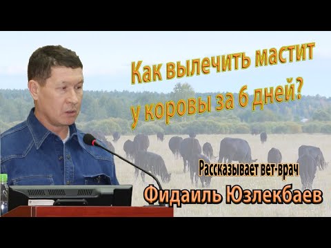 Видео: Лечение мастита у коровы без антибиотиков за 6 дней. Ч.1