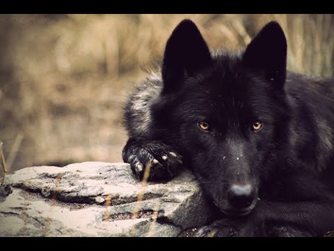 Видео: Волк одиночка - Lone wolf