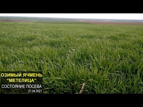Видео: Озимый ячмень "Метелица": обзор состояния посева на 27.04.2021