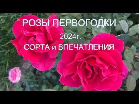 Видео: РОЗЫ ПЕРВОГОДКИ 2024г. | Описание сорта, мои впечатления и фавориты | Розы первого года посадки