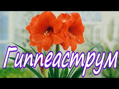 Видео: Реанимация Гиппеаструма / Hippeástrum. Январь 2024