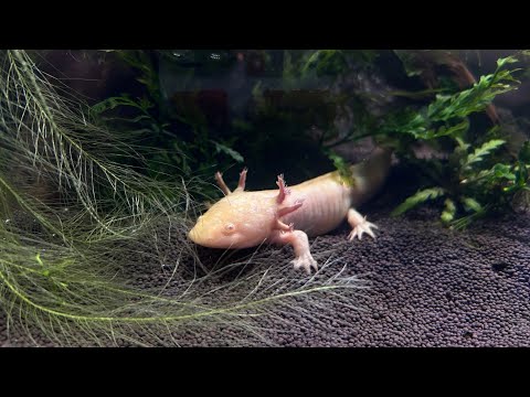 Видео: Прикольная идея и мини-обзорчик.