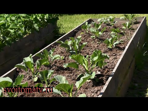 Видео: Как подтолкнуть рост капусты.  Подкормки, уход и борьба с вредителями