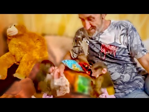 Видео: ПРИСТУП ЖАДНОСТИ снова накрыл Степашку с головой и он наотрез отказался делиться орехами)))