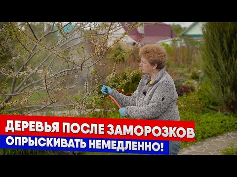 Видео: Деревья после заморозков - опрыскивать немедленно!
