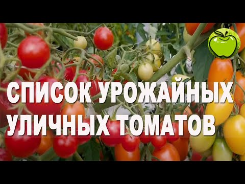 Видео: МЫ ДОКАЗАЛИ, ПОМИДОРЫ В ОТКРЫТОМ ГРУНТЕ ДАЮТ СУПЕР УРОЖАЙ, даже в ЗОНЕ РИСКА. Девять лучших томатов