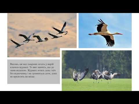 Видео: Я досліджую світ 2 клас НУШ "Перелітні та зимуючі птахи  Хто де живе."
