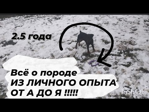 Видео: Ягдтерьер ВСЁ О ПОРОДЕ ||ИЗ ЛИЧНОГО ОПЫТА||#ягдтерьер#личныйопыт#влог