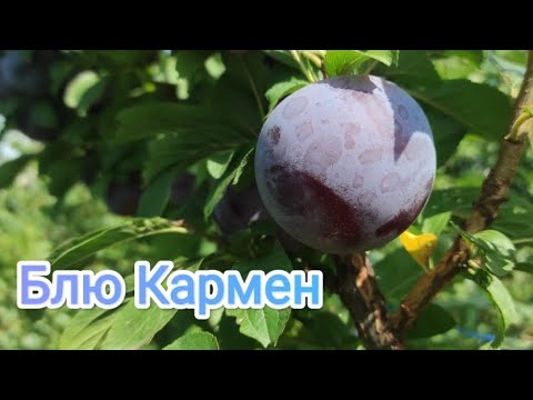 Видео: Диплоидная слива Блю Кармен/Diploid plum Blue Carmen