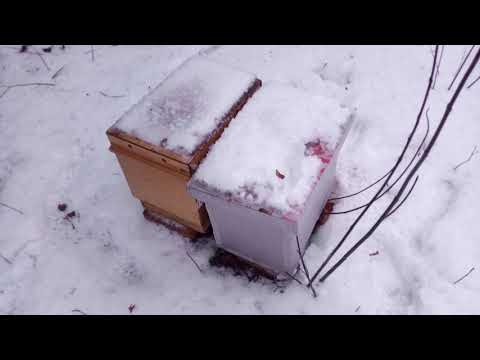 Видео: Зимовка пчел на улице. Нужна ли вентиляция? На примере моих ульев.