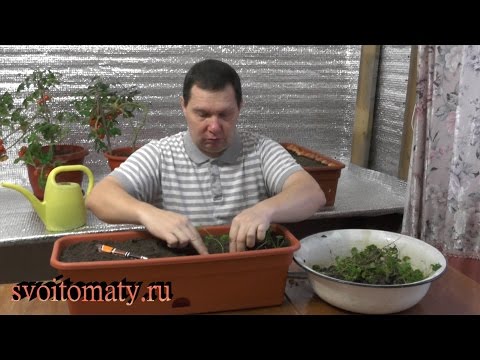 Видео: Как дома вырастить зелень к Новому году