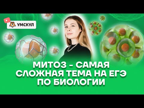 Видео: Митоз: разбор самой сложной темы | Биология ЕГЭ 2025 | Умскул