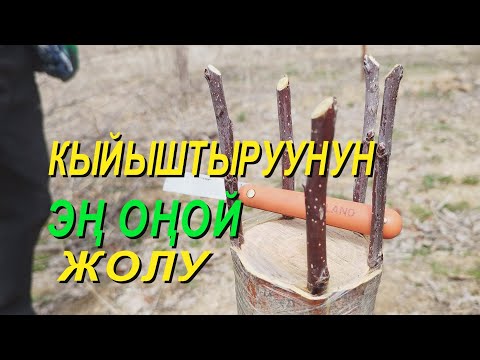 Видео: КЫЙЫШТЫРУУНУН ЭҢ ОҢОЙ ЖОЛУ. МУНУ АР БИР БАГБАН ЖАСАЙ АЛАТ