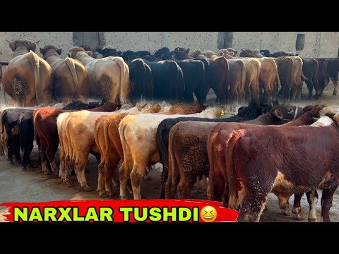 Видео: MEGA MEGA BONUS ZOYIRJON ARZONCHIDAN✅✅✅13 ноября 2025 г.