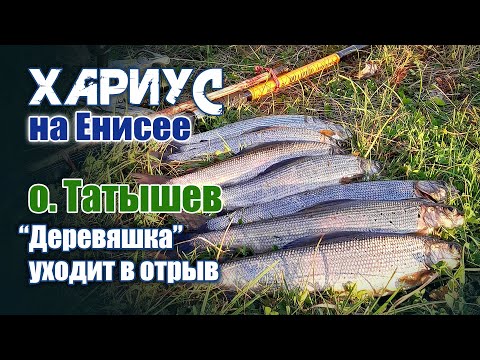 Видео: Хариус на Енисее. Остров Татышев. "Деревяшка" уходит в отрыв.