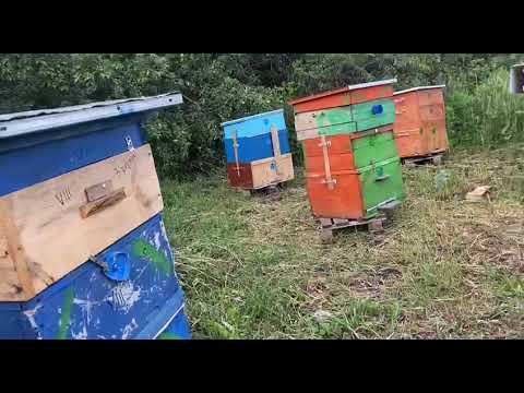 Видео: Липовый цвет