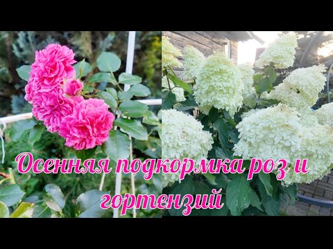 Видео: Осенняя подкормка роз и гортензий