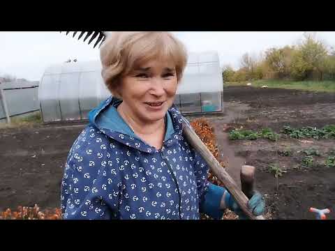 Видео: Муж меня ругает//Мне всё мало//Убираю капусту//