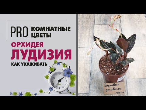 Видео: Лудизия - орхидея не как у всех. Необычное комнатное растение