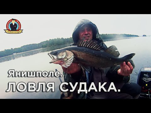 Видео: Ловля судака  Янишполе