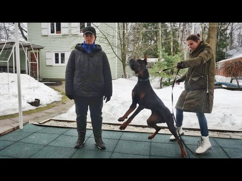 Видео: Догтренинг 585. Тяжёлый бой с доберманами. Становление управления.