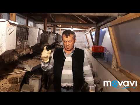 Видео: Кролики-это не только мех и мясо,но и удобрение.