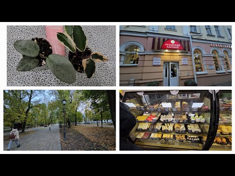 Видео: VLOG 15.10.2024 г Вечерняя прогулка/ Орловский каравай/ Хойи/ Распаковка посылки от подписчицы