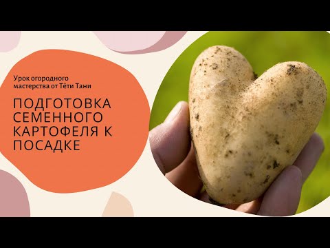 Видео: 776. Подготовка семенного картофеля к посадке...