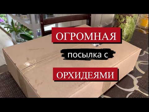 Видео: ЧТО В ЭТОЙ ОГРОМНОЙ КОРОБКЕ с ОРХИДЕЯМИ? РАСПАКОВКА