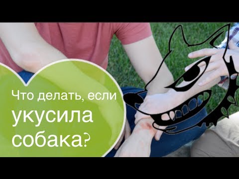 Видео: Что делать, если укусила собака?