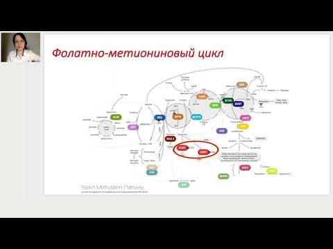 Видео: Фолатно-метиониновый цикл. Основы