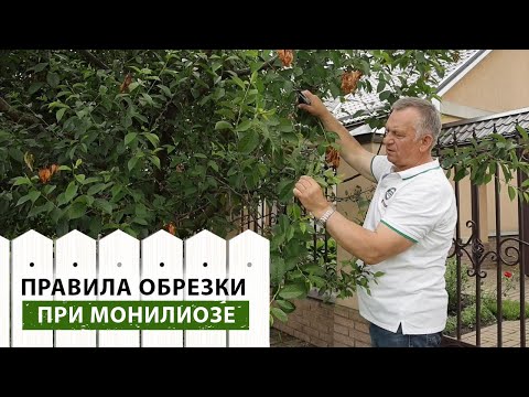 Видео: ПРАВИЛЬНО удаляйте очаги поражения монилиальным ожогом! С чего начать борьбу с монилиозом