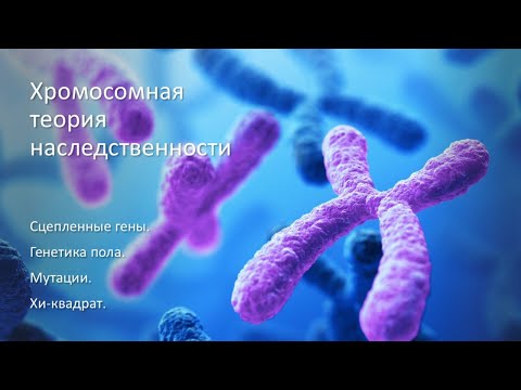 Видео: Хромосомная теория наследственности - ГЕНЕТИКА (часть 2)