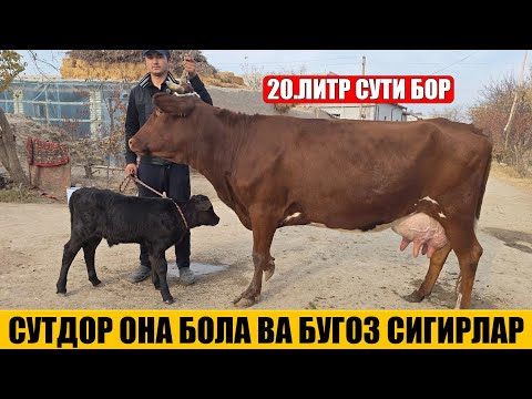 Видео: СУТДОР ОНА БОЛА ВА БУГОЗ СИГИРЛАР АРЗОН НАРХДА 17-11-2025г