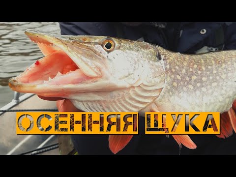 Видео: ЭТА ПРИМАНКА СНОВА ВЫРУЧИЛА | На Оку за осенней щукой - Рыбалка со stigan'ом