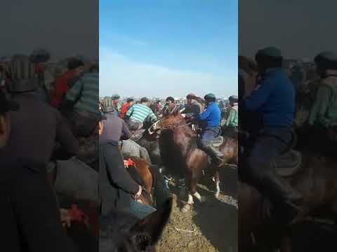 Видео: кокпарда бата берип