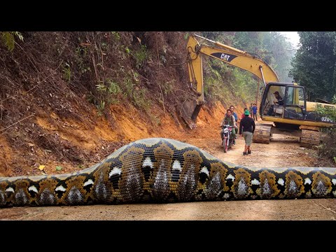 Видео: Находки Внутри Животных, от Которых Мурашки по Коже! Топ 10