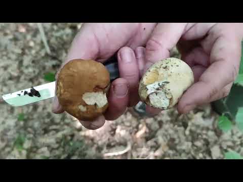 Видео: Косів 2022. Гриби.