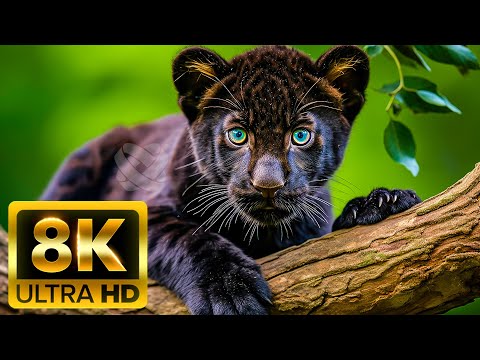 Видео: 8K ULTRA HD (60 кадров в секунду) Дикая природа: Звуки природы