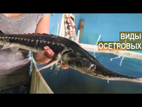 Видео: Виды осетровых. Рыбная ферма Живой осетр