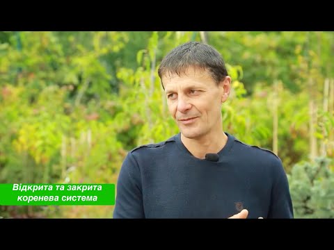 Видео: Як вибрати саджанець плодового дерева? Відмінності між відкритою та закритою кореневою системою.
