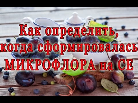 Видео: Как определить, когда микрофлора сформировалась на Сыроедении. Познавательно!