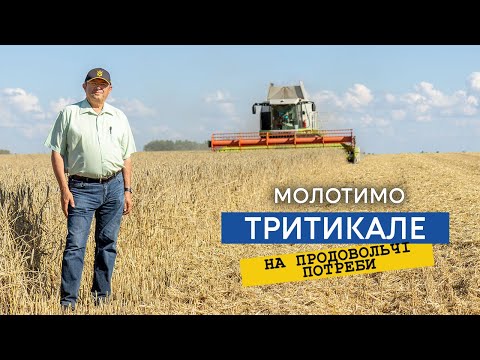 Видео: Жнива тритикале Єгор з показниками пшениці другого класу, здаємо на продовольчі цілі!