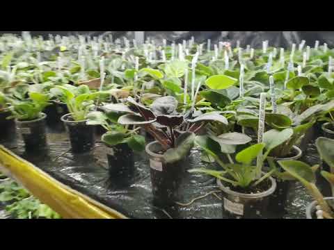 Видео: Цветочные стеллажи в начале марта.