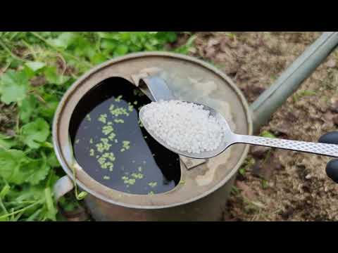 Видео: Чтобы собрать хороший урожай жимолости в следующем году, позаботьтесь об этом сейчас