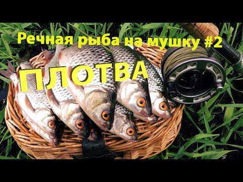 Видео: Речная рыба на мушку #2. Ловля весенней плотвы.